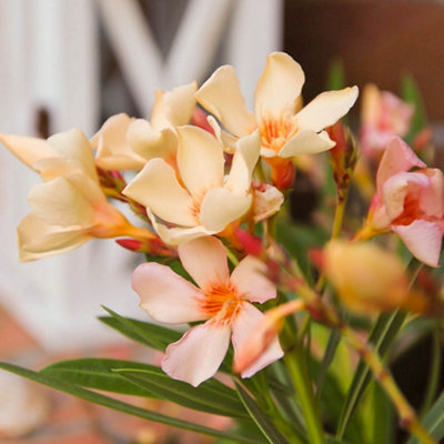 You Garden Yougarden Oleander Yellow 'angiolo Pucci' BushesPair Of Established Plants In 15Cm Pots46-60Cm TallWith Yellow Flowers from B&Q