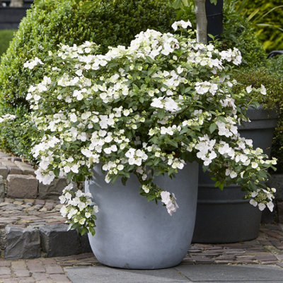 You Garden White/Pink Yougarden Hydrangea 'Runaway Bride', Pair Of Established Plants In Pots 20/25Cm Tall 14Cm
