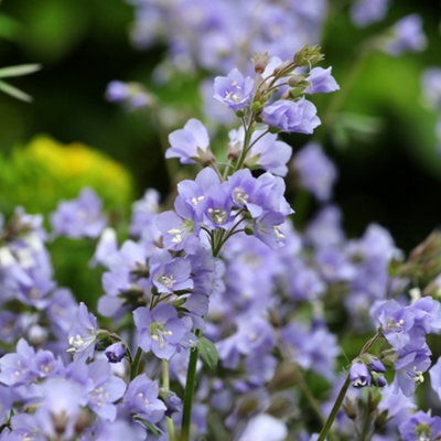 Yougarden Jacob's Ladder Stairway To HeavenEstablished Plant To Grow NowFlowering