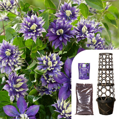 You Garden Yougarden Clematis 'taiga' Collection9Cm Potted Plant With Premium Professional CompostBlooming Fast Clematis Feed And Tower from B&Q