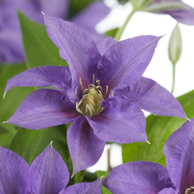 You Garden Purple/Blue/Gold Yougarden Clematis Patio 'Olympia Boulevard' With Tower Pot Planter And Trellis, Established Plant In Potted Plant 10.5Cm B&Q
