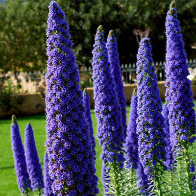 Yougarden Echium Candicans Pride Of Madeira In 5L PotAlready 50Cm90Cm TallPurple Flower SpikesEstablished Plant For Uk Ga from B&Q