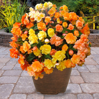 You Garden Yougarden 10 X Begonia 'apricot Fiery Shades' Plug Plants. Garden Ready Outdoor Plants For Gardens. Perfect For Hanging Baskets from B&Q