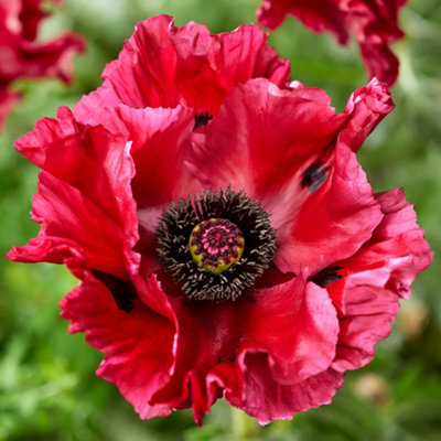 You GardenPapaver 'red Rumble' Oriental Poppy Three Established Plants In 9Cm Pots from B&Q