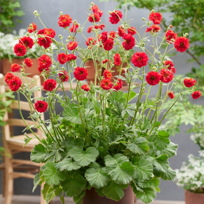 Yougarden You Garden Geum Firestarter Three Established Plants In 9Cm Pots from B&Q