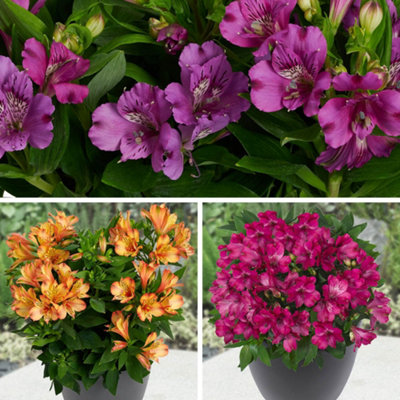 Yougarden Alstroemeria Summer Collection 3 X Jumbo Plugs Ready To Plant Out Now from B&Q