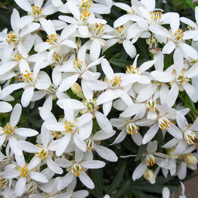 You Garden Yougarden Choisya Dewitteana 'white Dazzler' 15Cm Pot from B&Q