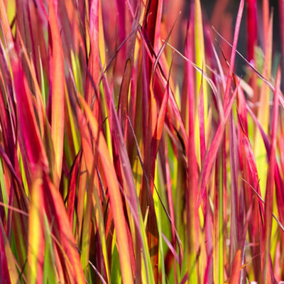 B&Q -  Imperata Japanese Blood Grass 'red Baron'2 X 2 Litre PotsOrnamental GrassesExotic Perennials For Uk GardensReady
