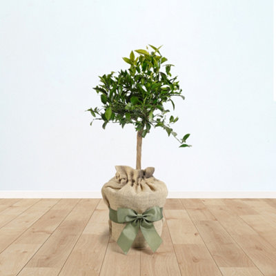 You Garden Yougarden Citrus Mandarin Fruit Tree In 4 Litre Pot80Cm Tall Established PlantGift Wrapped In Brown Hessian Bag With Green Fab from B&Q