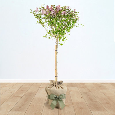 You Garden Yougarden Standard Tree Syringa 'Palibin' 90-120Cm Tall In 3L Pot, Gift Wrapped Tree In Hessian Bag With Fabric Lilac/Brown/Green