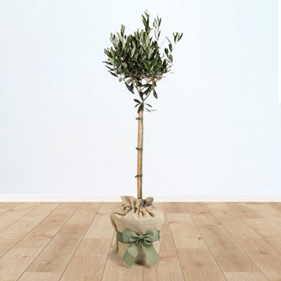 You Garden Yougarden Hardy Ornamental Olive Tree Standard 80-90Cm TallGift Wrapped Established Plant In Brown Hessian Bag With Green Fabric from B&Q