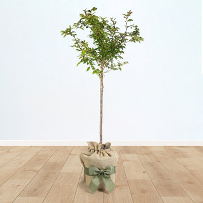 You Garden Yougarden Flowering Cherry Tree Prunus 'kojo-No-Mai' Standard90Cm Tall In 3L PotEstablished And Gift Wrapped Tree In Brown Hes from B&Q