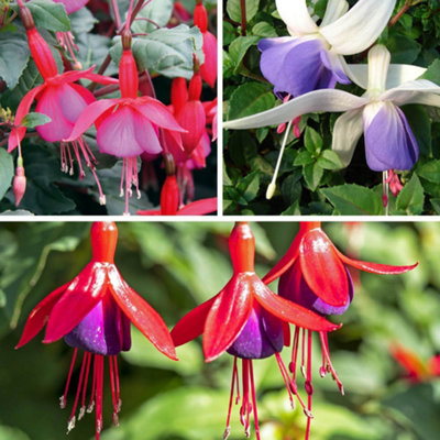 You Garden Yougarden Premium Hardy Fuchsia CollectionSet Of Six Established Plants In 9Cm PotsFuchsia 'delta's Sarah''beacon'And 'mrs from B&Q