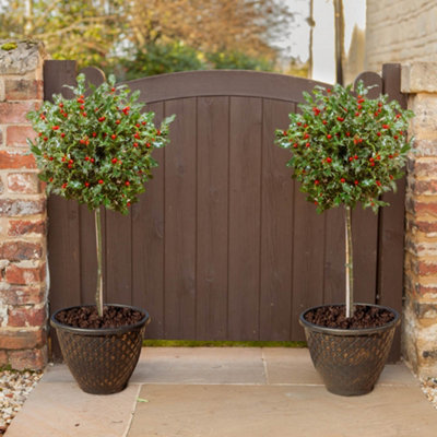 You Garden Yougarden Pair Of Holly Tree Standards And Decorative Pinecone Planters80-100Cm TallWith 34Cm Gold Effect PlantersSupplied A from B&Q