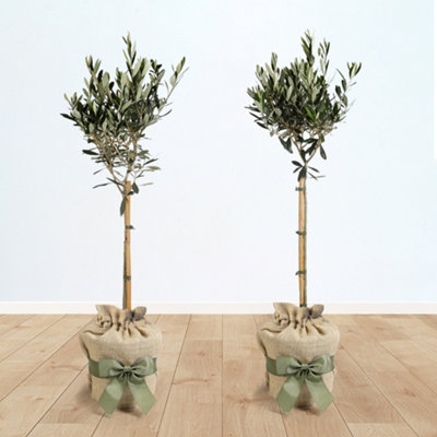 You Garden Yougarden Pair Of Hardy Ornamental Olive Tree Standards 80-90Cm TallTwo Gift Wrapped Established Plants In Brown Hessian Bags Wi from B&Q