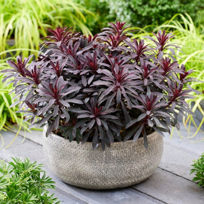 B&Q -  Yougarden Euphorbia Miner's Merlot Established Plant In 3L PotReady To Plant For Rich Foliage Colour And Summer Flowers