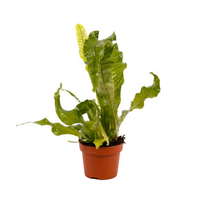 You Garden Yougarden Crocodile FernEstablished Houseplant In 12Cm PotReady To Plant And DisplayMicrosorum Crocodyllus Indoor Plant With from B&Q
