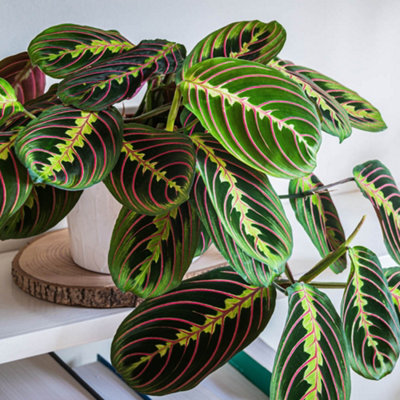 You Garden Yougarden Prayer Plant 'maranta Tricolour'Established Houseplant In 12Cm PotReady To Plant And Display from B&Q