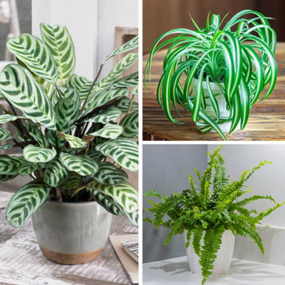 You Garden Yougarden Pet-Friendly Houseplant CollectionSet Of Three Established Plants In 12Cm PotsReady To Plant Boston FernVariegated from B&Q