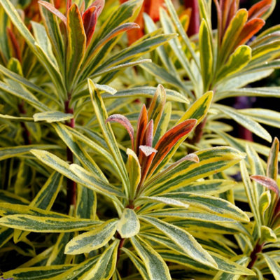B&Q -  Yougarden Euphorbia 'ascot Rainbow'Variegated Foliage 9Cm Potted PlantHardy And Ready To Plant