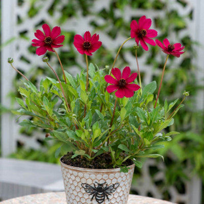You Garden Yougarden Cosmos 'cherry Chocolate'Set Of Three Established Plants In 9Cm PotsReady To PlantSummer Flowering Pink FlowersC from B&Q