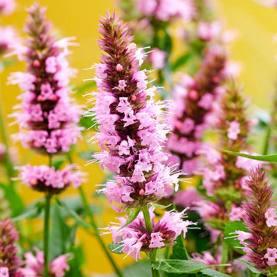 You Garden Yougarden Agastache 'beelicious Pink'9Cm PottedPollinator-FriendlyFragrantHardy PerennialGreat For Borders And Container from B&Q