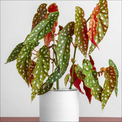 You Garden Yougarden Polka Dot BegoniaEstablished Houseplant In 12Cm Nursery PotReady To Plant And Display Begonia MaculataIndoor Plant from B&Q