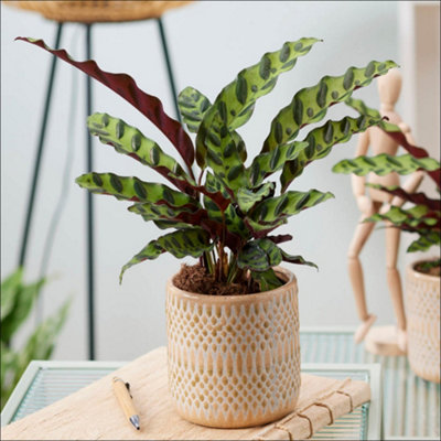You Garden Yougarden Rattlesnake PlantEstablished Houseplant In 11Cm PotReady To Display Indoor PlantCalathea Insignis from B&Q