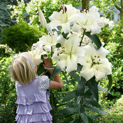 You Garden Yougarden Skyscraper Lily 'pretty Woman'Set Of Five BulbsReady To Grow And PlantTall White Bedding LiliesPlant In Garden B from B&Q
