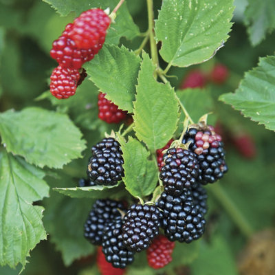 You Garden Yougarden Pair Of Thornless Blackberry PlantsEstablished Blackberry Plants In 1.7L PotsReady To Plant Fruit BushesGrow In Po from B&Q