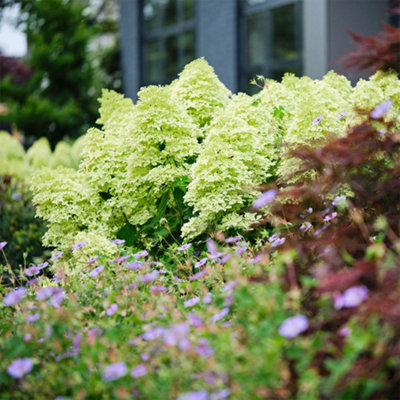 You Garden White/Cream Yougarden - Hydrangea 'Magical Candle' Potted 3L