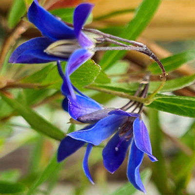 You GardenSollya Heterophylla Ultra Blue Established Plant In 9Cm Pot from B&Q