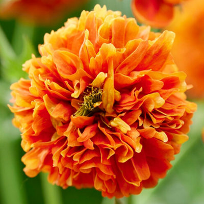 You GardenGeum Orange Pumpkin Established Plant In 9Cm Pot from B&Q