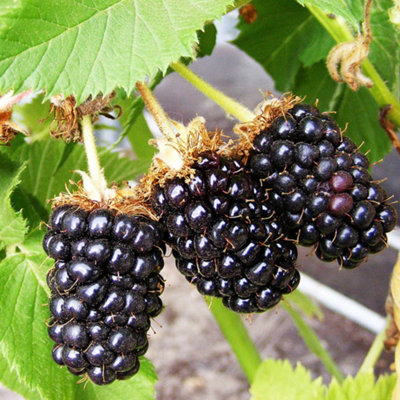 You Garden Yougarden Blackberry 'bedford Giant'1 X 3 Litre PotEarly Fruiting Thornless Heavy Crop Sweet Juicy Berries from B&Q