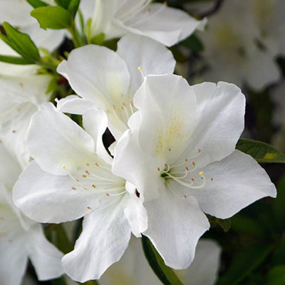You GardenAzalea Encore 8Cm X3 from B&Q