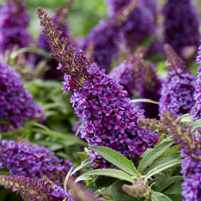 You Garden Yougarden Buddleia 'butterfly Candy Little Purple' Standard In 18Cm PotEstablished Lollipop Tree80-100Cm TallReady To Plant, from B&Q