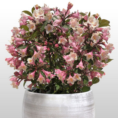 You Garden Yougarden Weigela 'vintage Love'Established Plant In 19Cm PotReady To Plant from B&Q