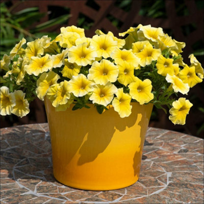 You Garden Yougarden Petunia 'caliburst Petchoa Yellow'Set Of 20 Garden Ready PlantsReady To PlantSummer Flowering Plants For PotsBed from B&Q