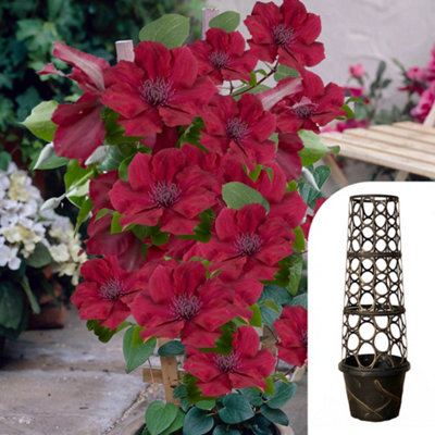 You Garden Yougarden Clematis 'nubia Boulevard' Patio Climber Collection10.5Cm Potted Plant With Tower Pot Planter And Trellis from B&Q