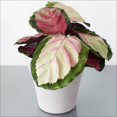 You Garden Yougarden Calathea 'rosy'Established Houseplant In 11Cm Nursery PotReady To Display Indoor PlantExotic Foliage Houseplant from B&Q