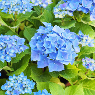 You Garden Yougarden Hydrangea 'Nikko ', 2 Litre Pot, Hardy Garden Shrub With Striking Blooms Blue
