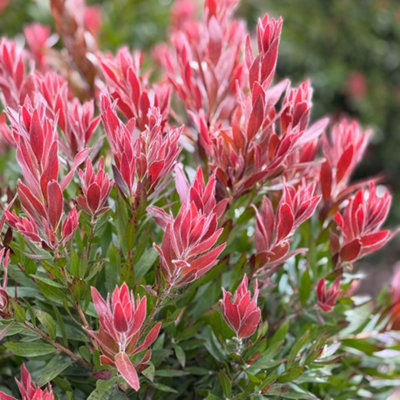 You Garden Yougarden Callistemon 'red Rocket'Pair Of Established Plants In 17Cm PotsReady To PlantSummer Flowering Bottlebrush ShrubF from B&Q