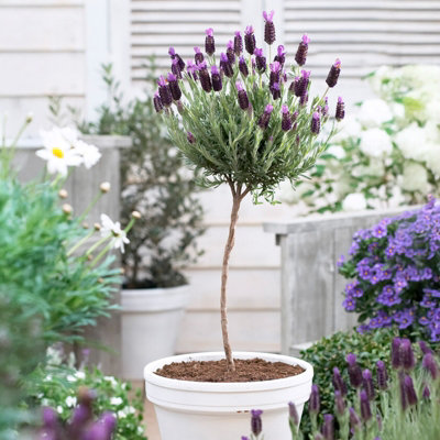 You Garden Yougarden Lavender 'anouk' Mini StandardsPair Of 12Cm PotsReady To PlantFragrant And Bee-Friendly from B&Q