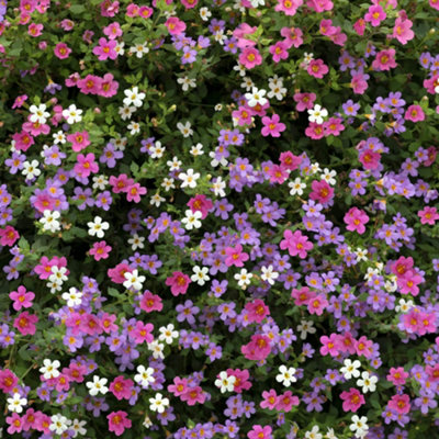 You Garden Yougarden Bacopa 'topia' MixSet Of 10 Garden Ready PlantsReady To Plant from B&Q