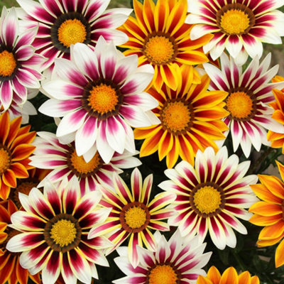 You Garden Yougarden Gazania 'firecracker' MixSet Of 30 Garden Ready PlantsFor Planting NowPots Or Border Plants With Vibrant Colours from B&Q