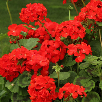 You Garden Yougarden Geranium Fire Queen Set Of 30 Garden Ready Plants Ready For Planting from B&Q