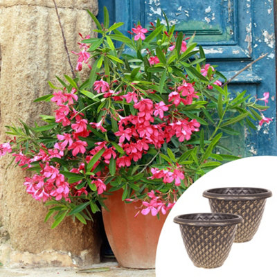 You Garden Yougarden Premium Oleander Pink 'emilie' BushesPair Of Established Oleander In 15Cm PotsPink Flowers With Pinecone Planters 34 from B&Q