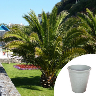 You Garden Yougarden Phoenix Canariensis Canary Island Date PalmEstablished 60-80Cm Plant In 14Cm PotsWith A Green Olive 30Cm Planter from B&Q