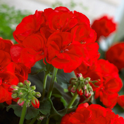 You Garden Yougarden Upright Geranium 'firecracker'12 X Plug PlantsVibrant Scarlet Summer ColourGarden Bedding from B&Q