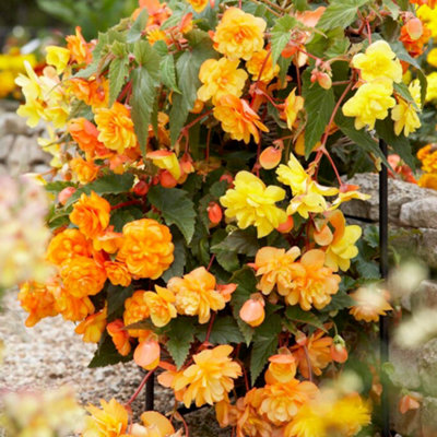 You Garden Yougarden Begonia 'apricot Fiery Shades' Bedding Plants30 Garden Ready Plugs For Handing Baskets Or Flower BedsBegonia Peren from B&Q